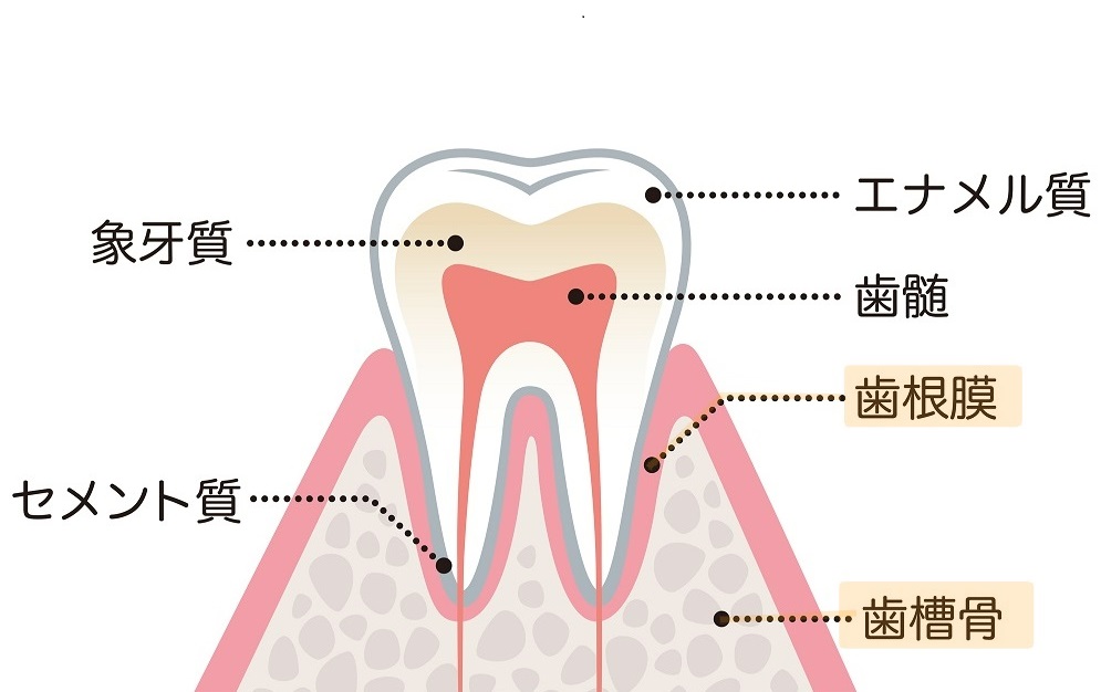 歯槽骨・歯根膜