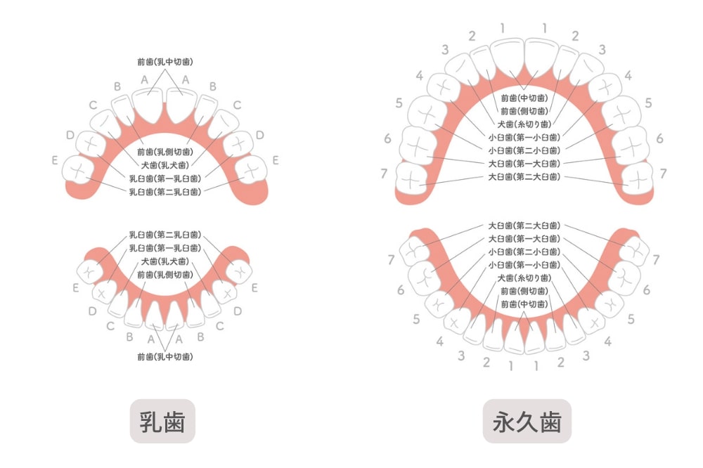 乳歯と永久歯