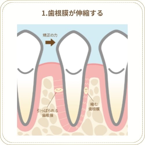 歯根膜が伸縮する