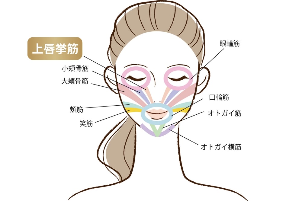 ガミースマイルの原因：骨格的な原因
