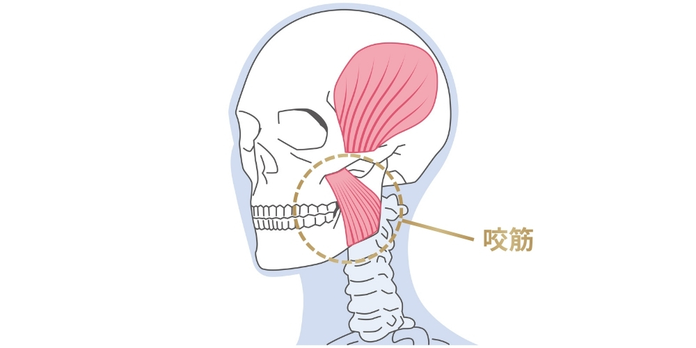 咬筋（こうきん）