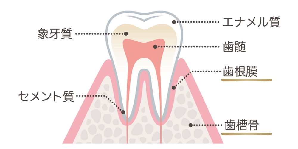 ワイヤー矯正で歯が動く仕組み